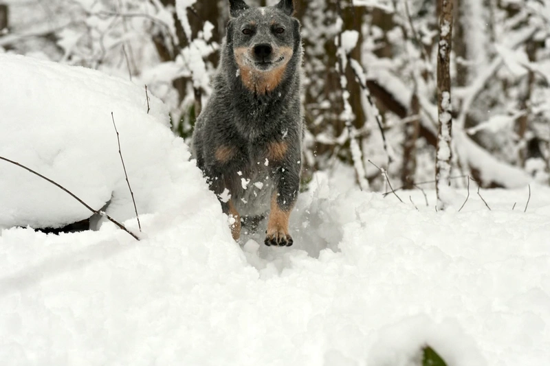 Alexander Ryuichi Larrabure
